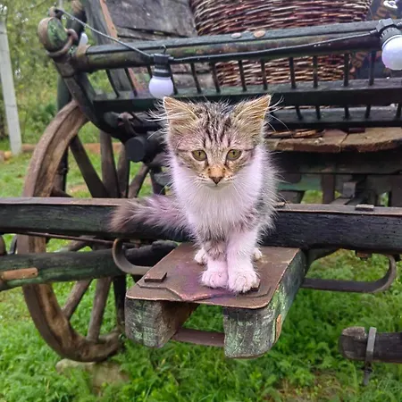 Amanet House - Sunce Lejlighed