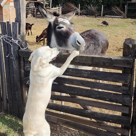 Lejlighed Amanet House - Sunce *